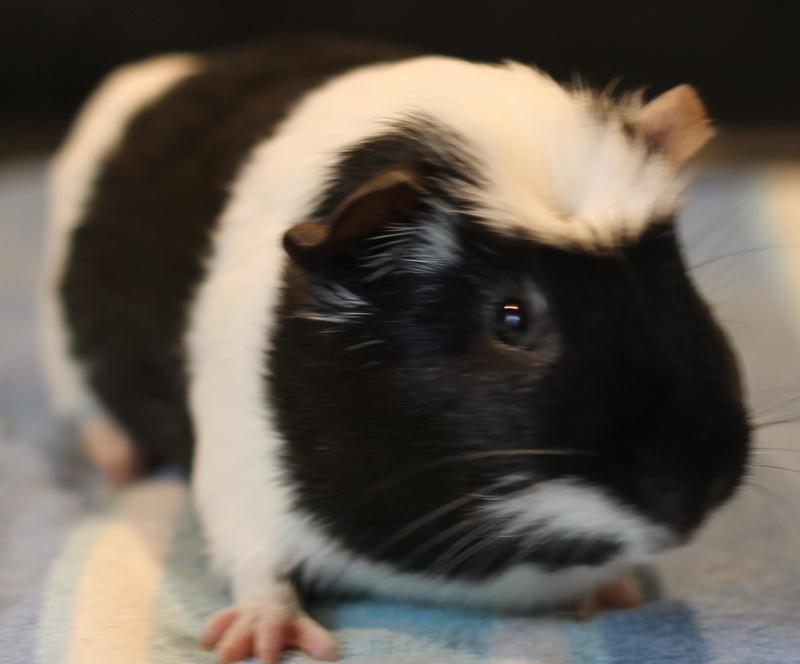 Enlarge Enzo, an adoptable Guinea Pig in Budd Lake, NJ image 3/6