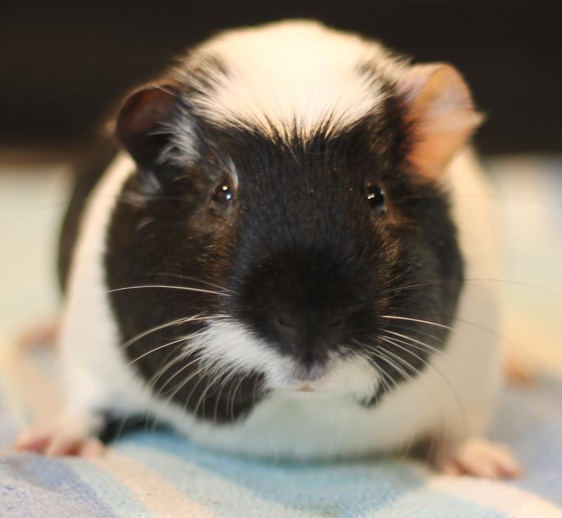 Enlarge Enzo, an adoptable Guinea Pig in Budd Lake, NJ image 1/6