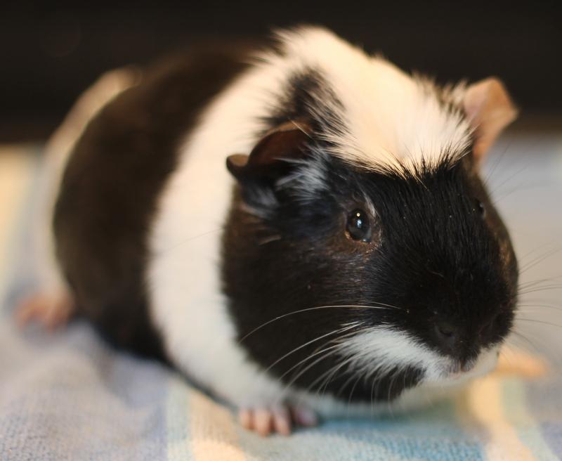Enlarge Enzo, an adoptable Guinea Pig in Budd Lake, NJ image 4/6