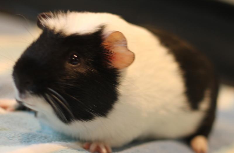 Enlarge Enzo, an adoptable Guinea Pig in Budd Lake, NJ image 6/6