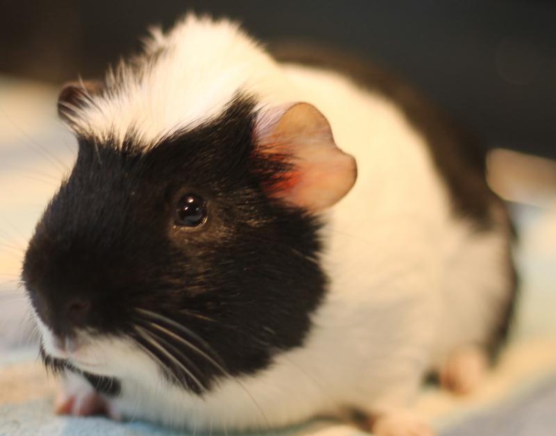 Enlarge Enzo, an adoptable Guinea Pig in Budd Lake, NJ image 5/6