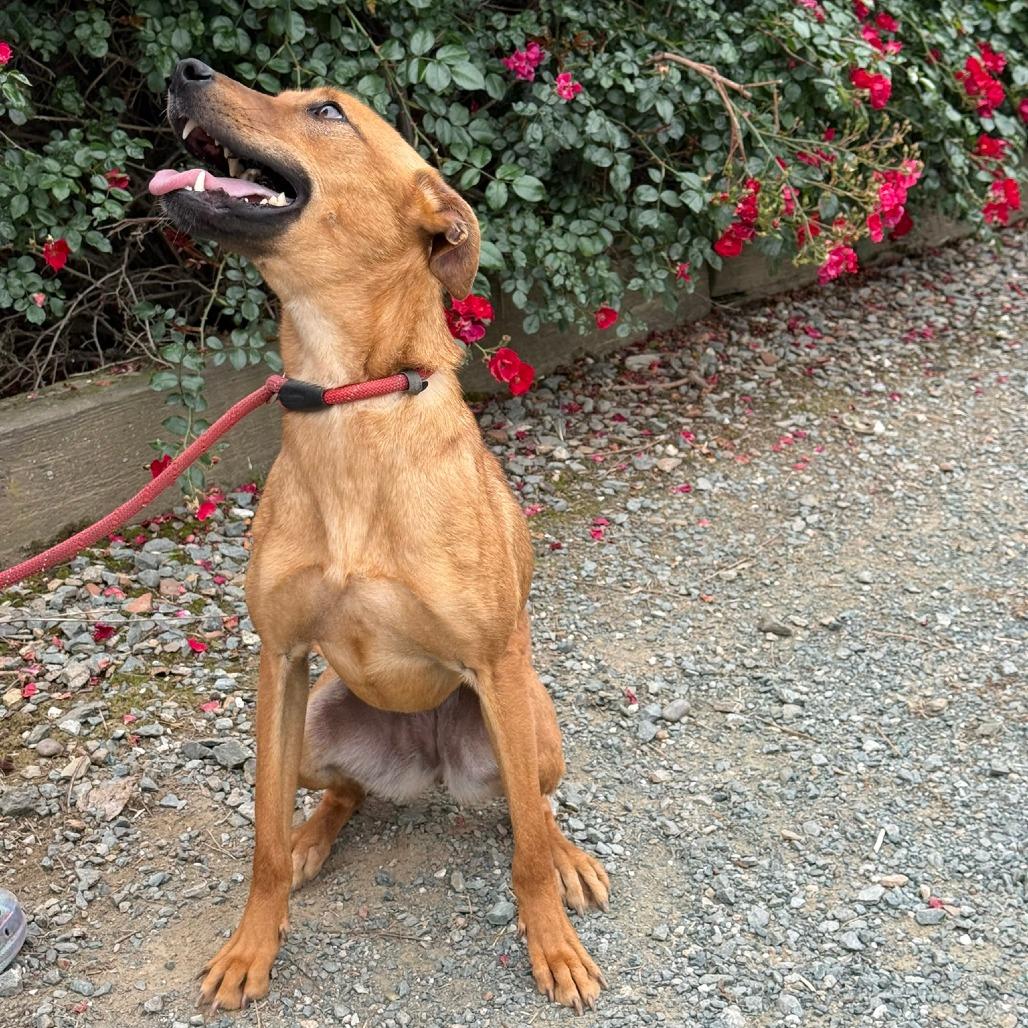 Brandy, Adoptable, Adult Female Mixed Breed.