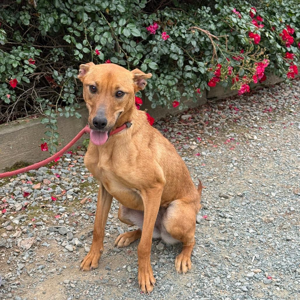 Enlarge Brandy, a Adoptable Mixed Breed in Ione, CA image 3/4