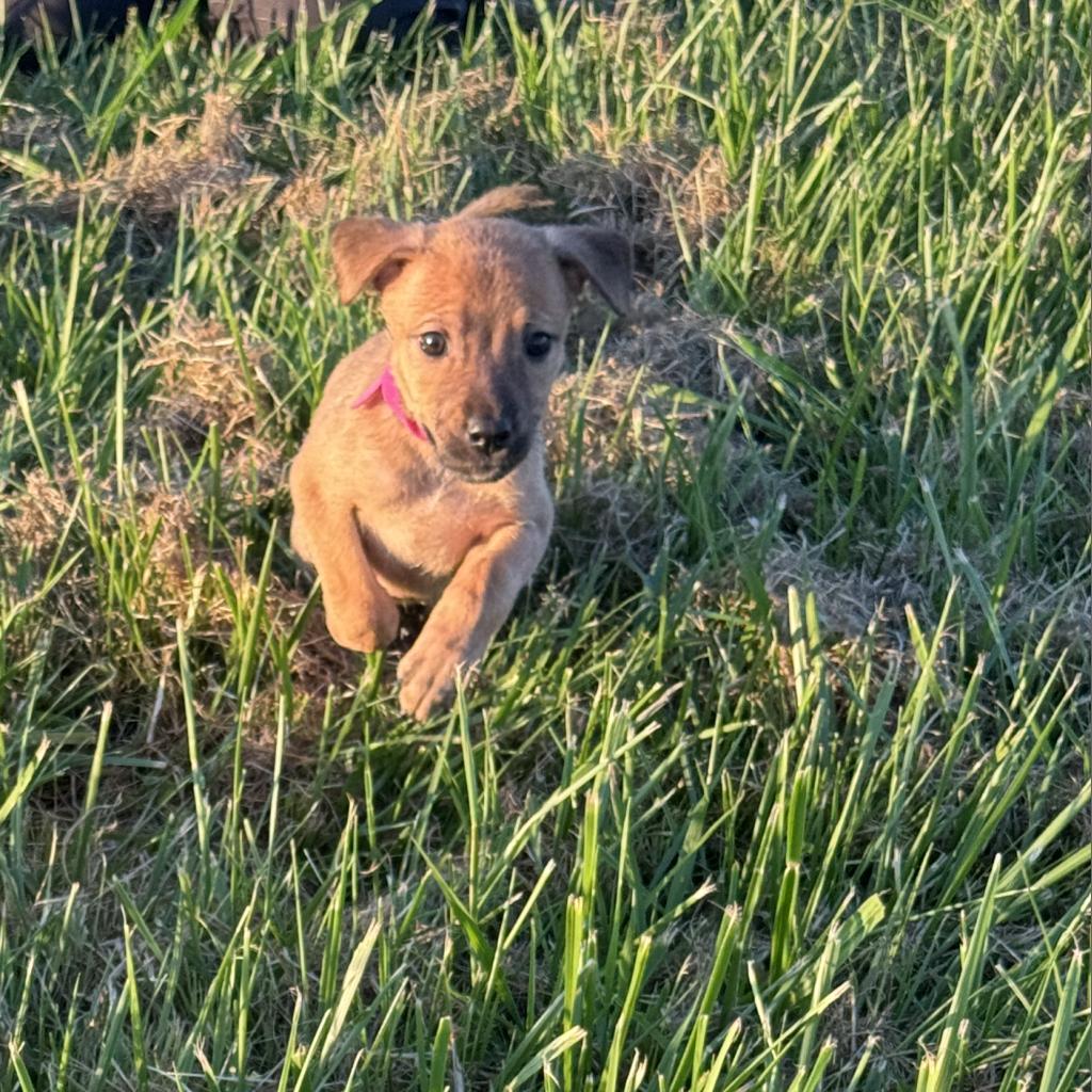 Brandy, a Adoptable Mixed Breed in Ione, CA image 1/2