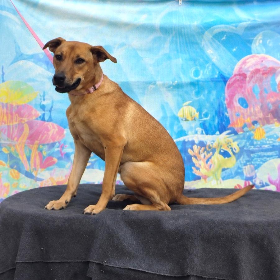 Enlarge Brandy, a Adoptable Mixed Breed in Ione, CA image 4/5