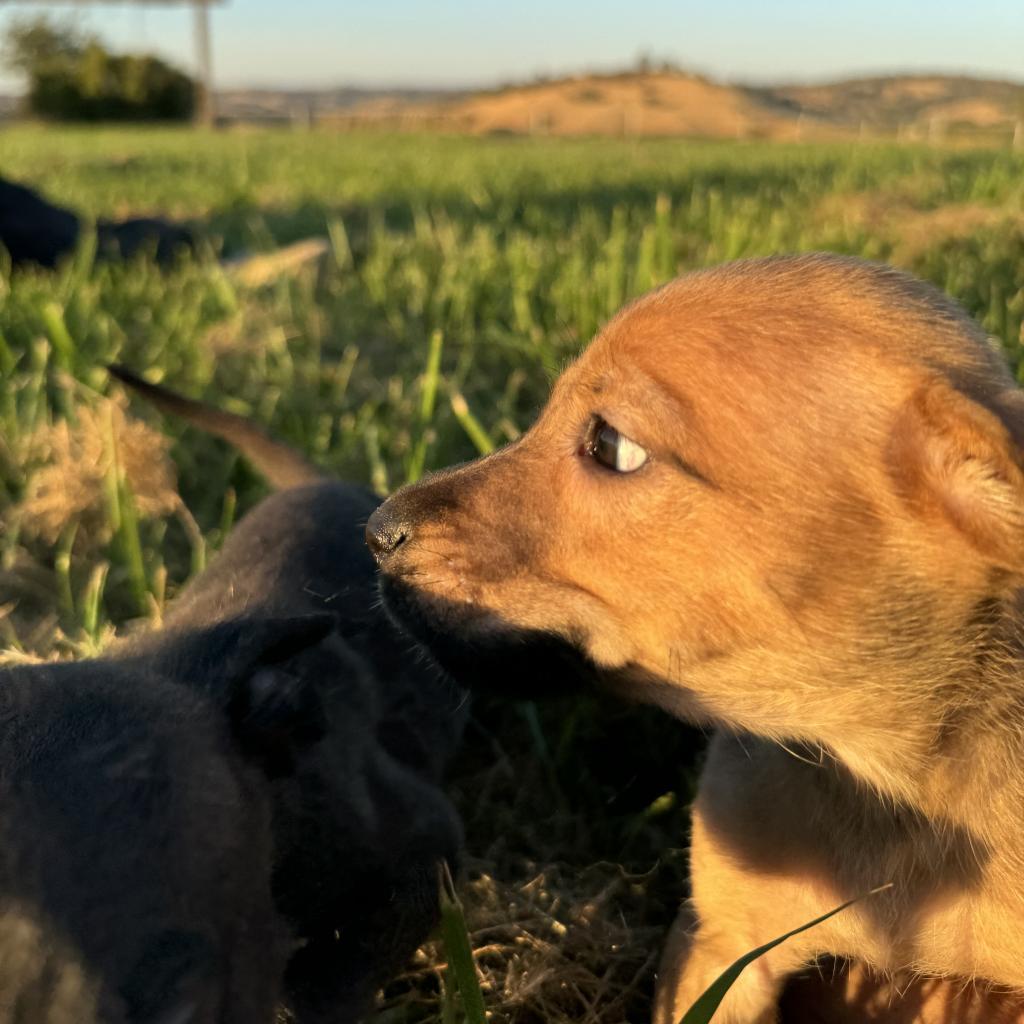 Enlarge Brandy, a Adoptable Mixed Breed in Ione, CA image 2/2