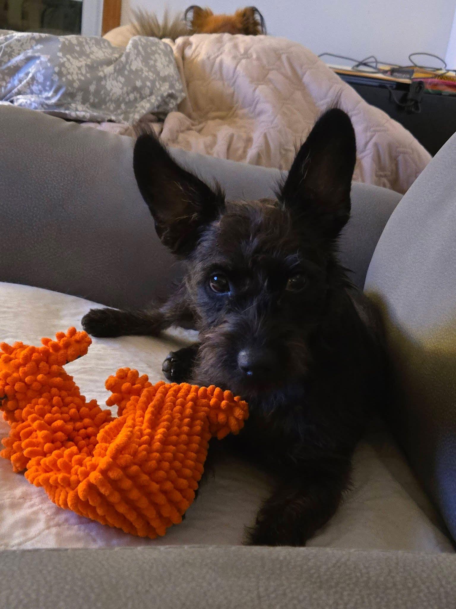 Enlarge Molly, a Adopted Cairn Terrier in Lakemont, GA image 1/1
