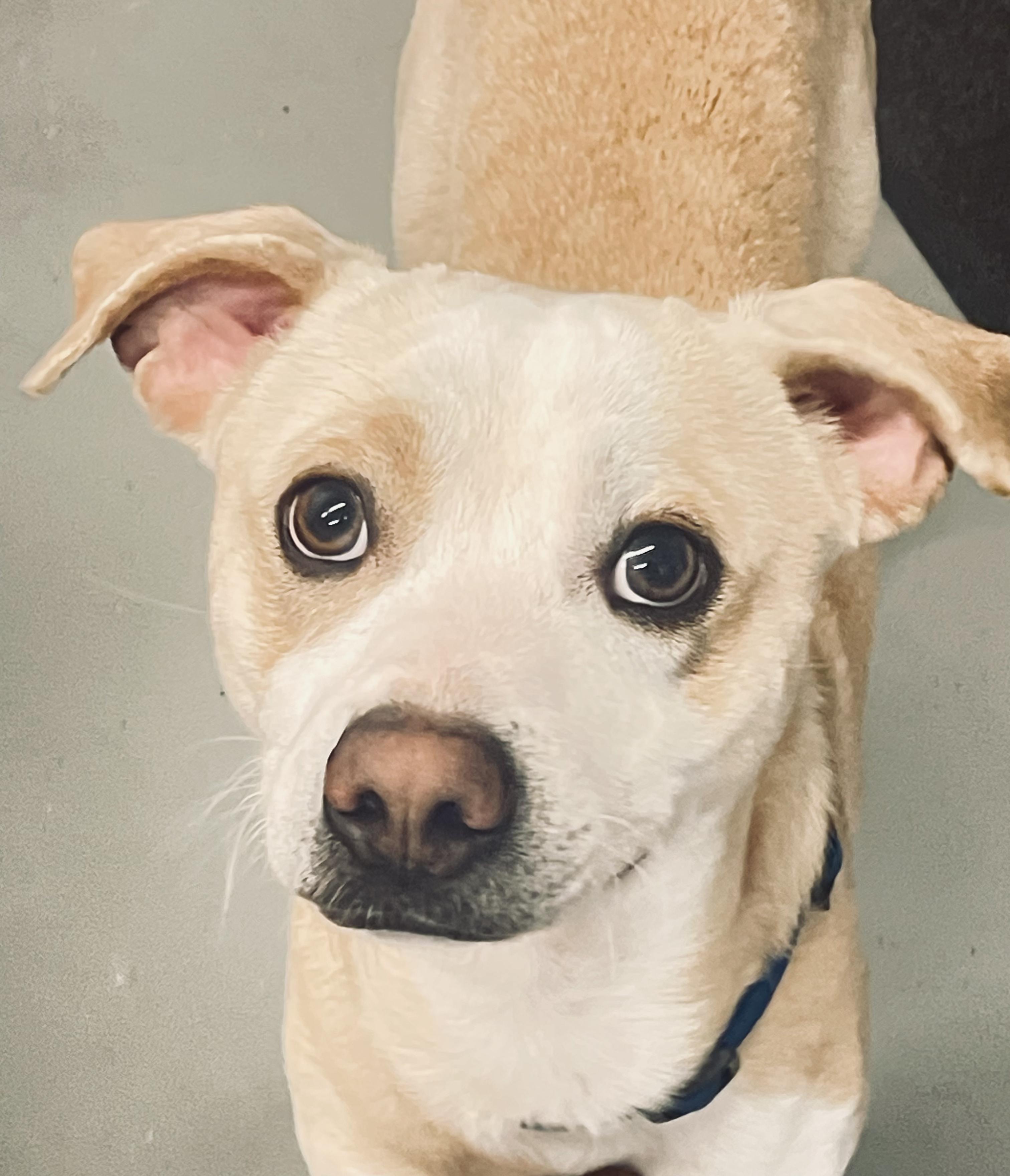 Enlarge Mecca, a ADOPTABLE mixed breed in Fincastle, VA image 2/2