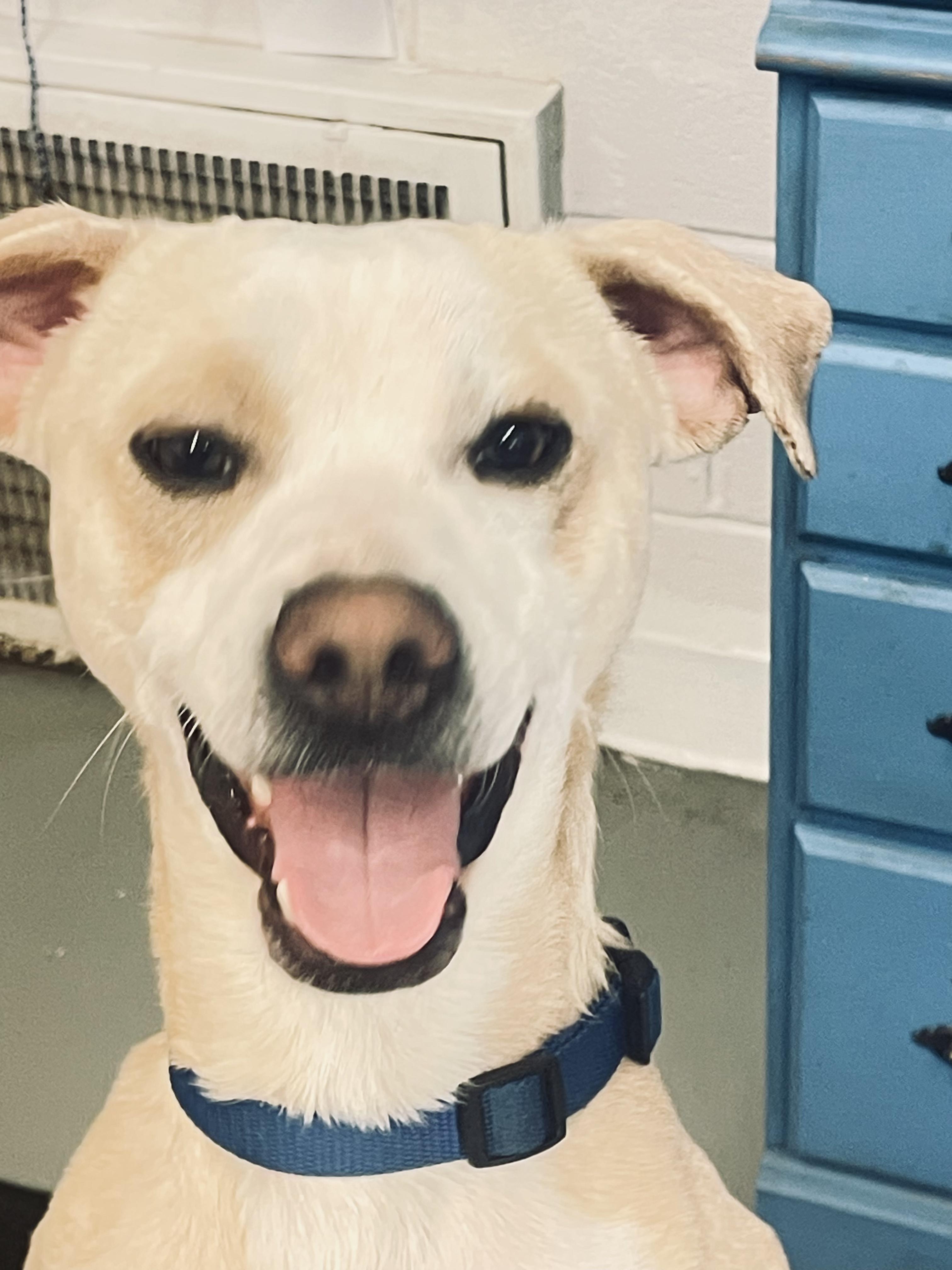 Enlarge Mecca, a ADOPTABLE mixed breed in Fincastle, VA image 1/2