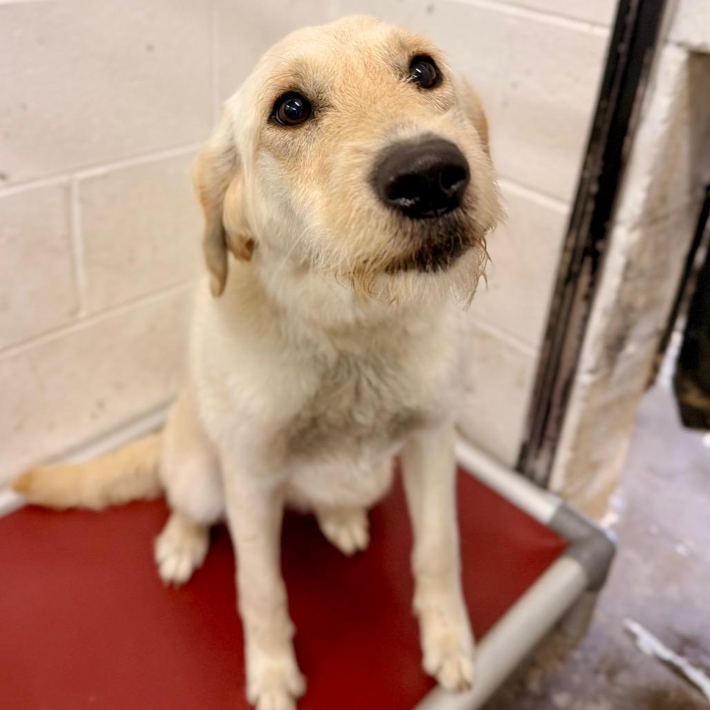 Katrina, Adoptable, Adult Female Golden Retriever.