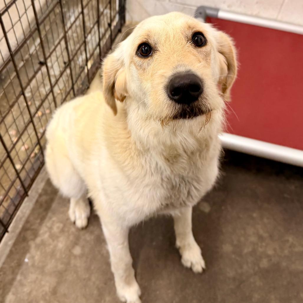 Enlarge Katrina, a Adoptable Golden Retriever in Evensville, TN image 2/2