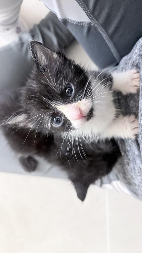 Fancy Feast, a Adopted Domestic Short Hair in Pacifica, CA image 2/6