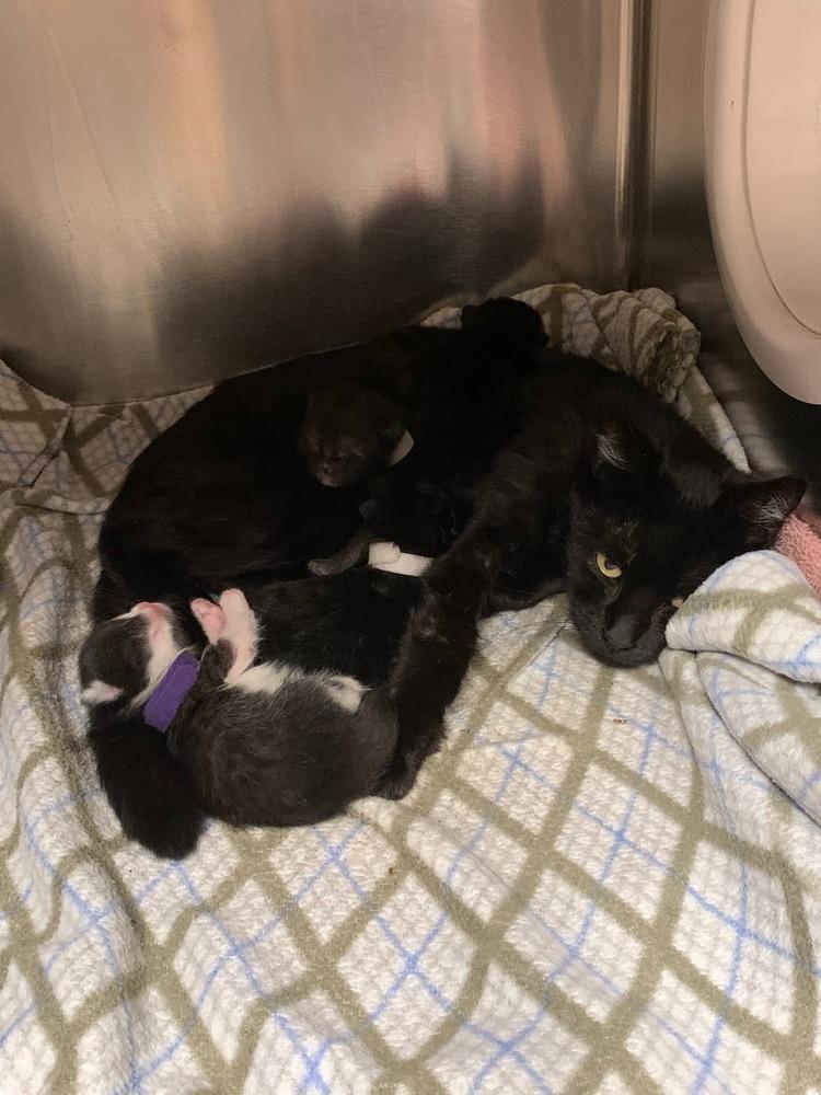 Fancy Feast, a Adopted Domestic Short Hair in Pacifica, CA image 3/6