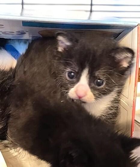 Fancy Feast, a Adopted Domestic Short Hair in Pacifica, CA image 4/6