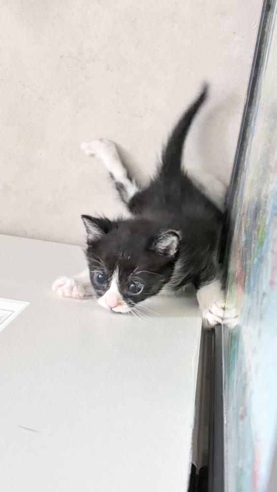 Fancy Feast, a Adopted Domestic Short Hair in Pacifica, CA image 6/6