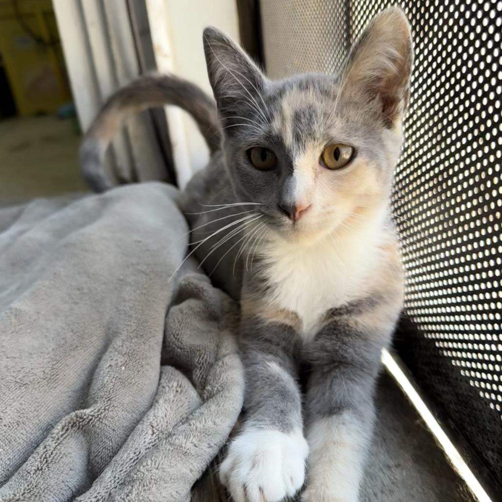 Honey — thumbnail 3