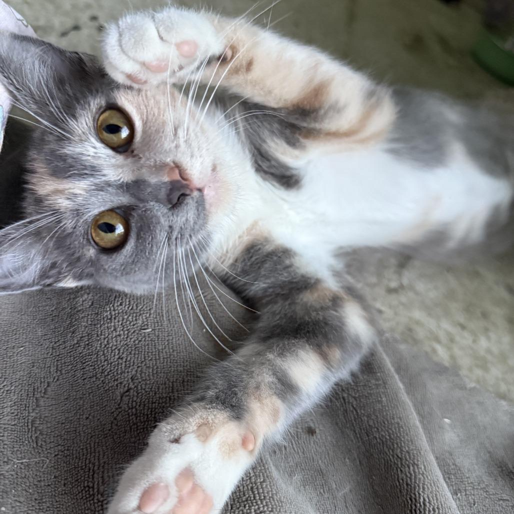 Honey — thumbnail 4