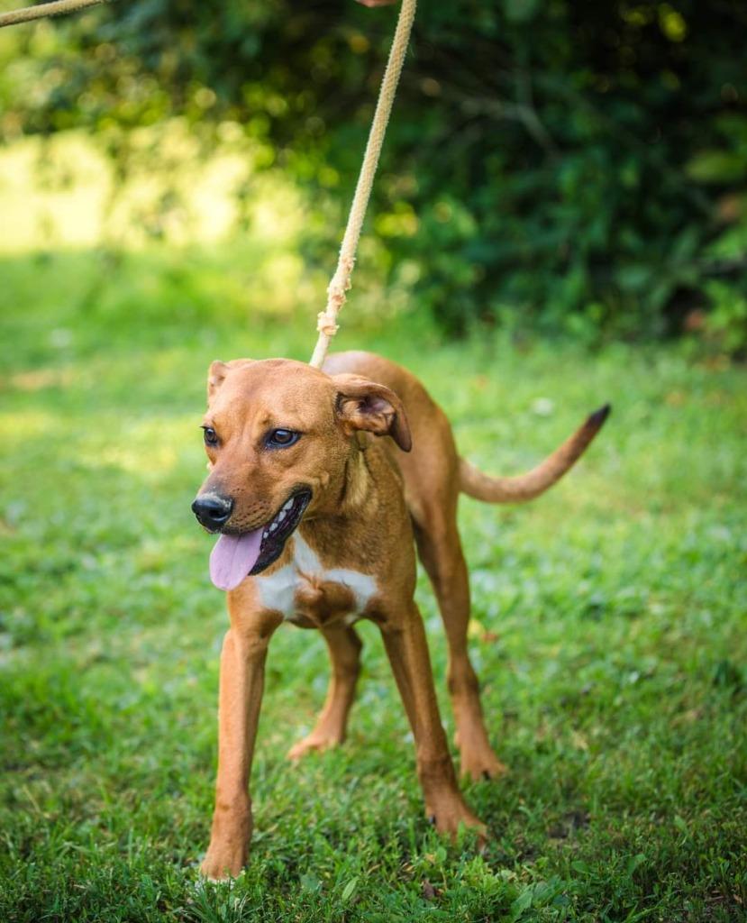 Finn, a Adoptable mixed breed in Murphysboro, IL image 1/6