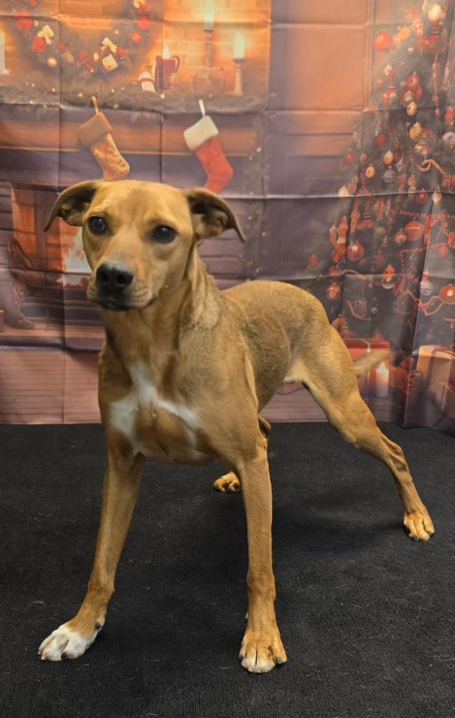 Finn, a Adoptable mixed breed in Murphysboro, IL image 2/6