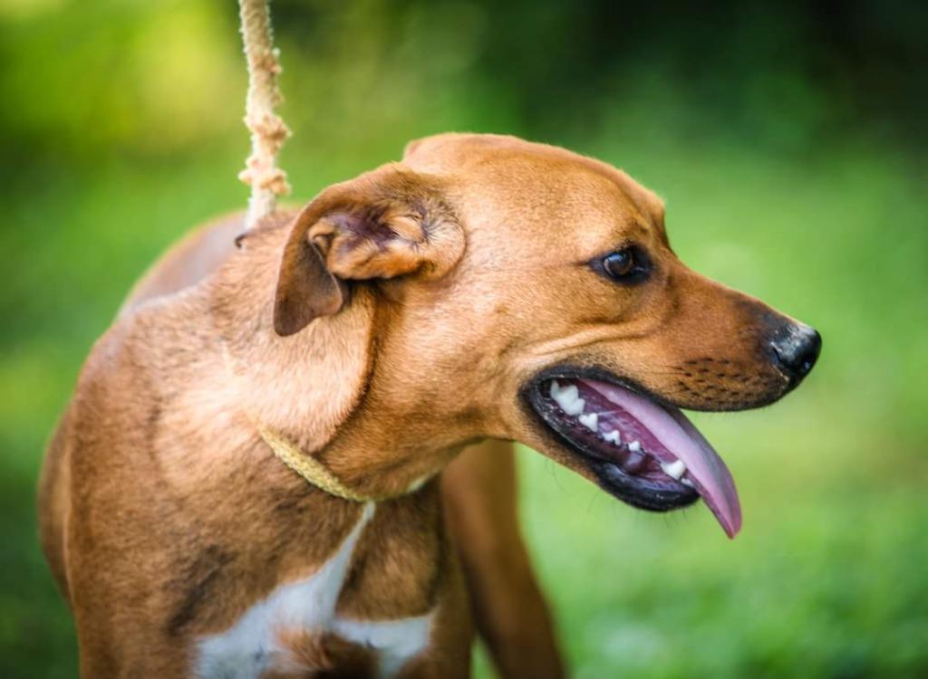 Finn, a Adoptable mixed breed in Murphysboro, IL image 3/6