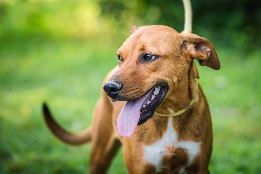 Finn, a Adoptable mixed breed in Murphysboro, IL image 4/6