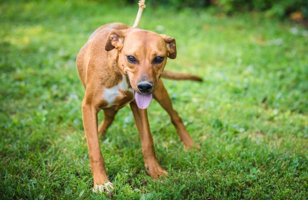 Finn, a Adoptable mixed breed in Murphysboro, IL image 5/6