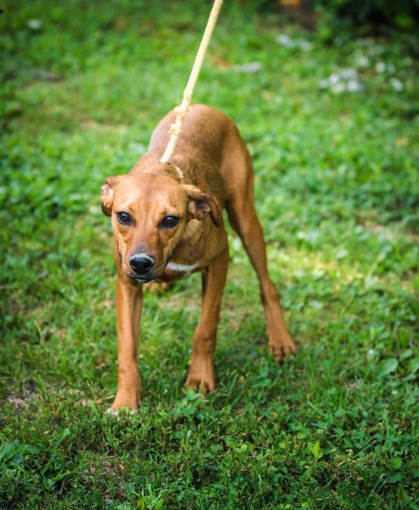 Finn, a Adoptable mixed breed in Murphysboro, IL image 6/6