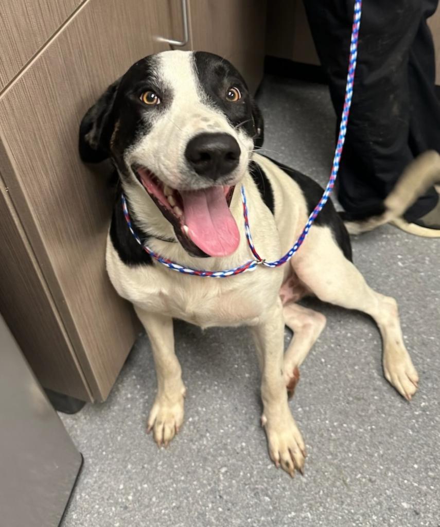 Dozer, Adoptable, Adult Male Hound & Mixed Breed.