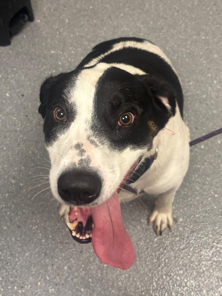 Enlarge Dozer, a Adoptable mixed breed in Greenfield, IN image 2/2