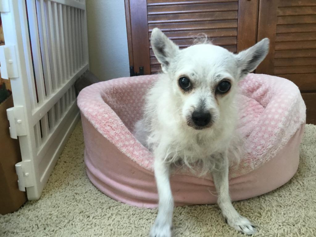 Enlarge Olive, a Adoptable mixed breed in El Cajon, CA image 3/6