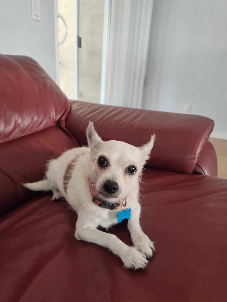 Enlarge Olive, a Adoptable mixed breed in El Cajon, CA image 2/6