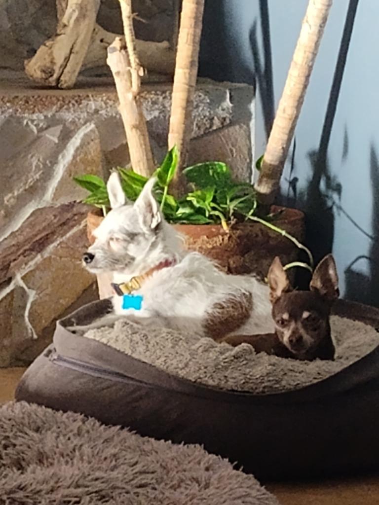 Olive — thumbnail 4