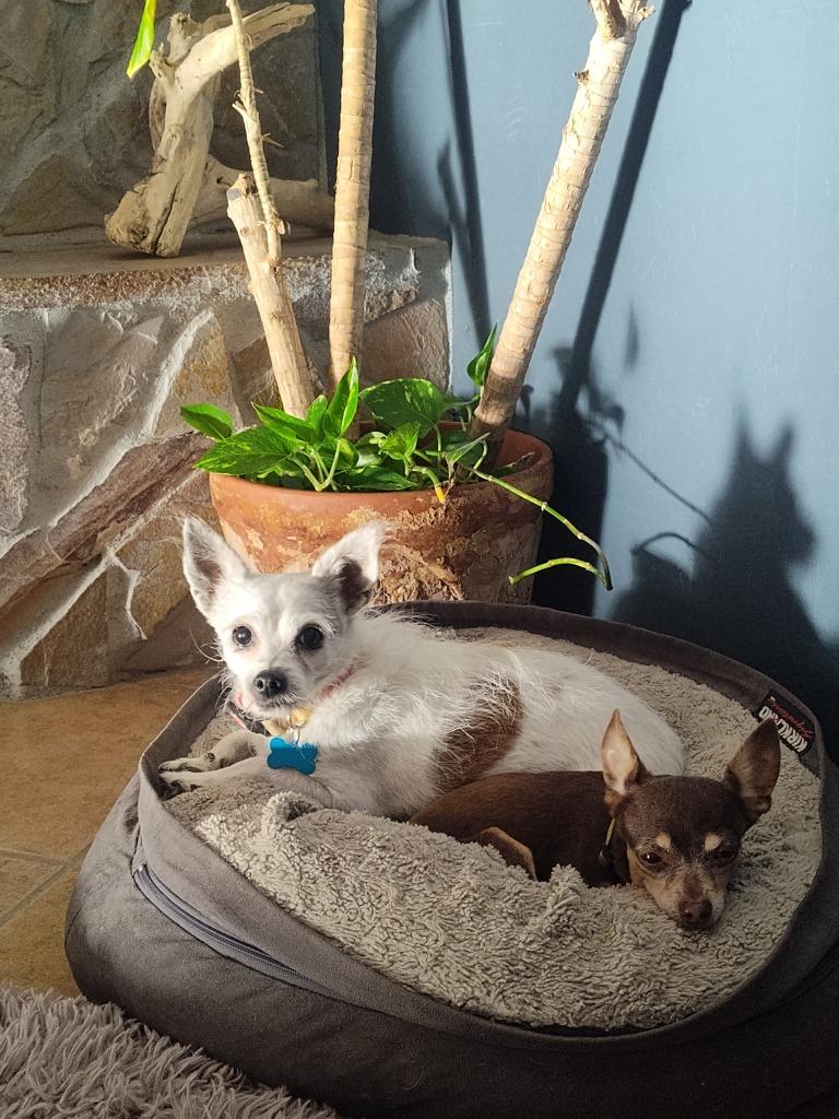 Enlarge Olive, a Adoptable mixed breed in El Cajon, CA image 5/6