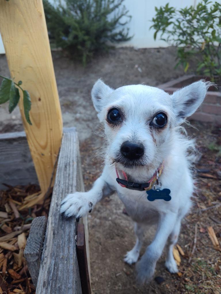 Enlarge Olive, a Adoptable mixed breed in El Cajon, CA image 6/6