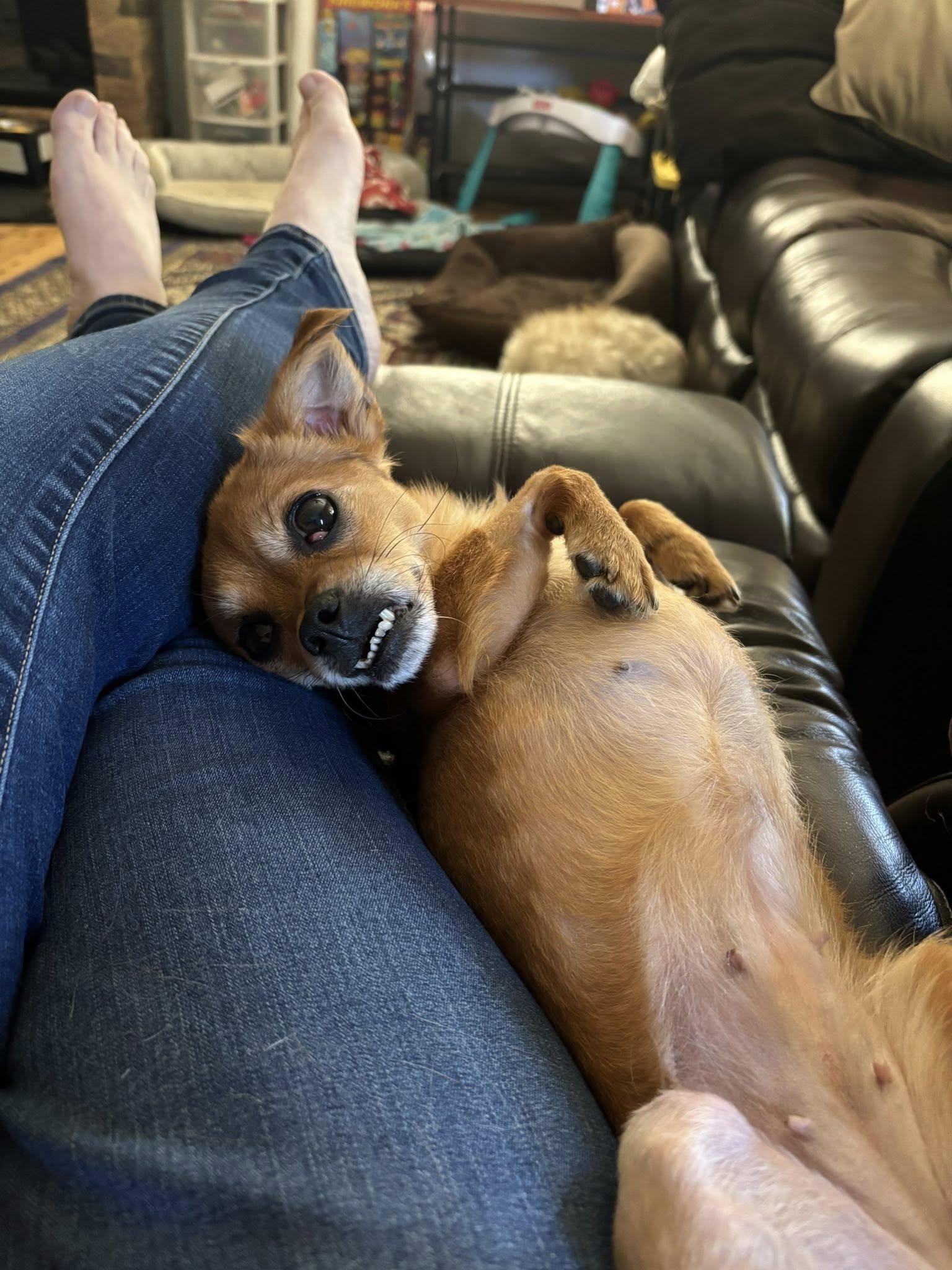 Enlarge Trixie, an adopted mixed breed in Prince Frederick, MD image 1/5