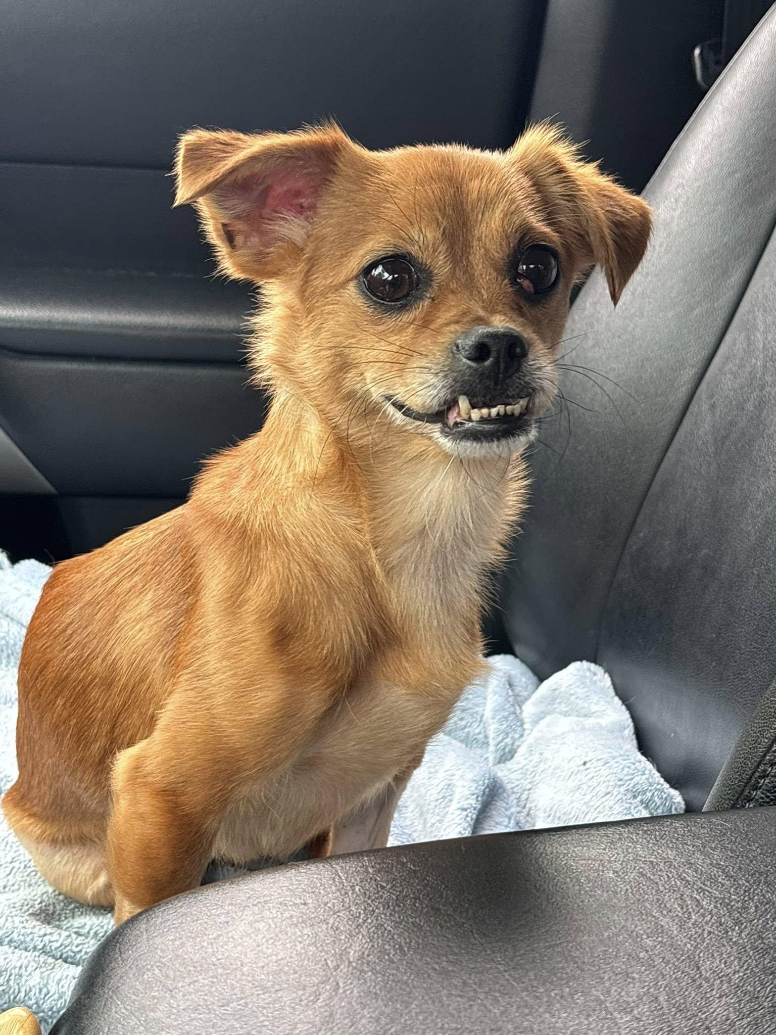 Enlarge Trixie, an adopted mixed breed in Prince Frederick, MD image 2/5