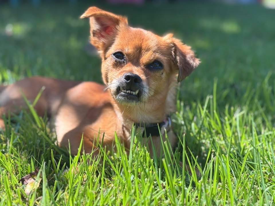 Enlarge Trixie, an adopted mixed breed in Prince Frederick, MD image 3/5