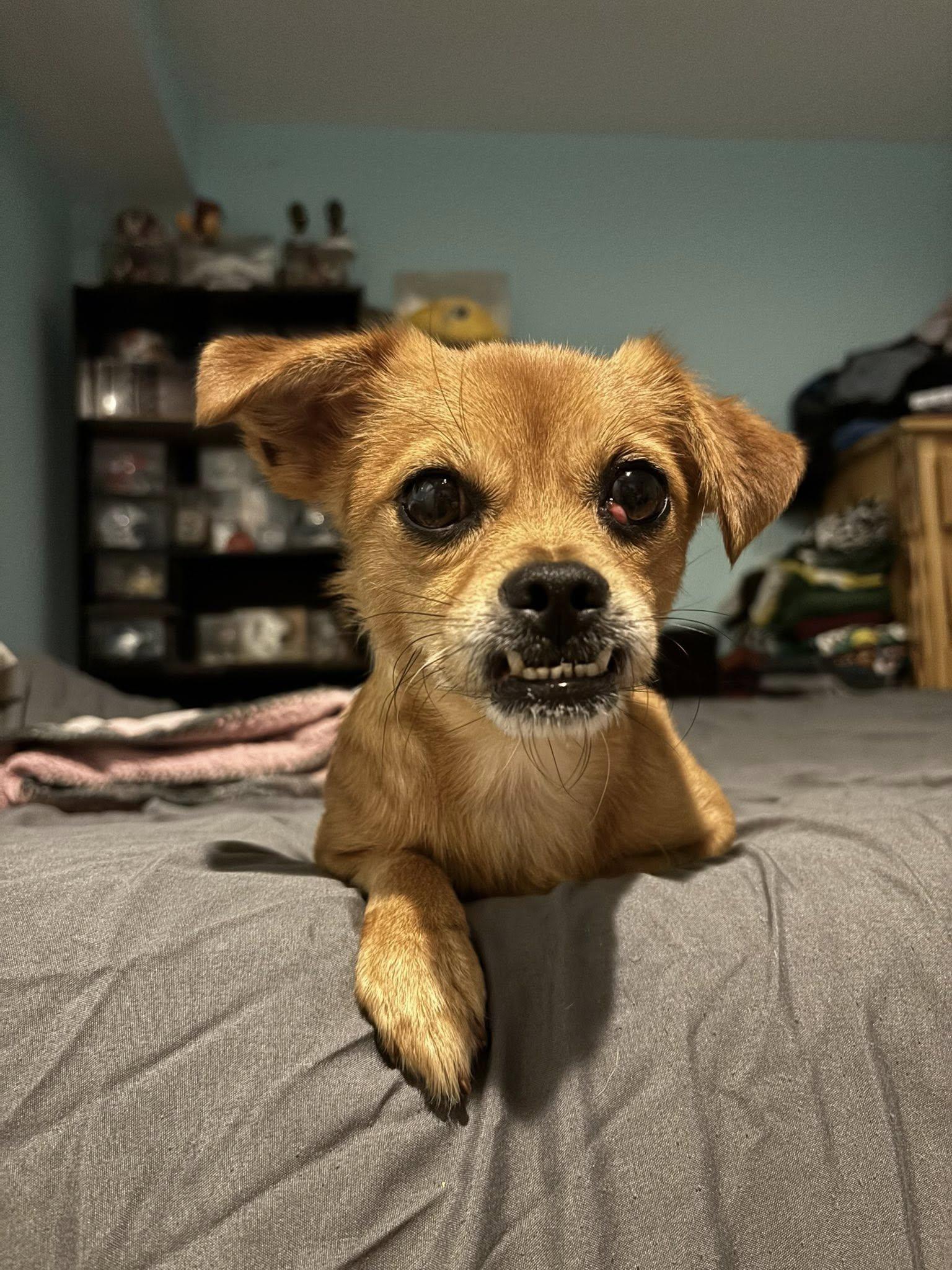 Enlarge Trixie, an adopted mixed breed in Prince Frederick, MD image 4/5