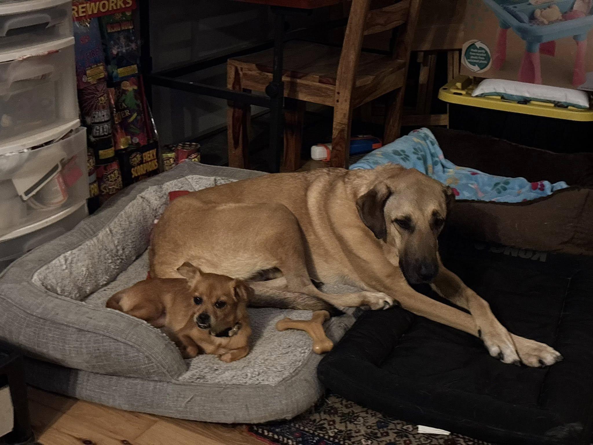 Enlarge Trixie, an adopted mixed breed in Prince Frederick, MD image 5/5