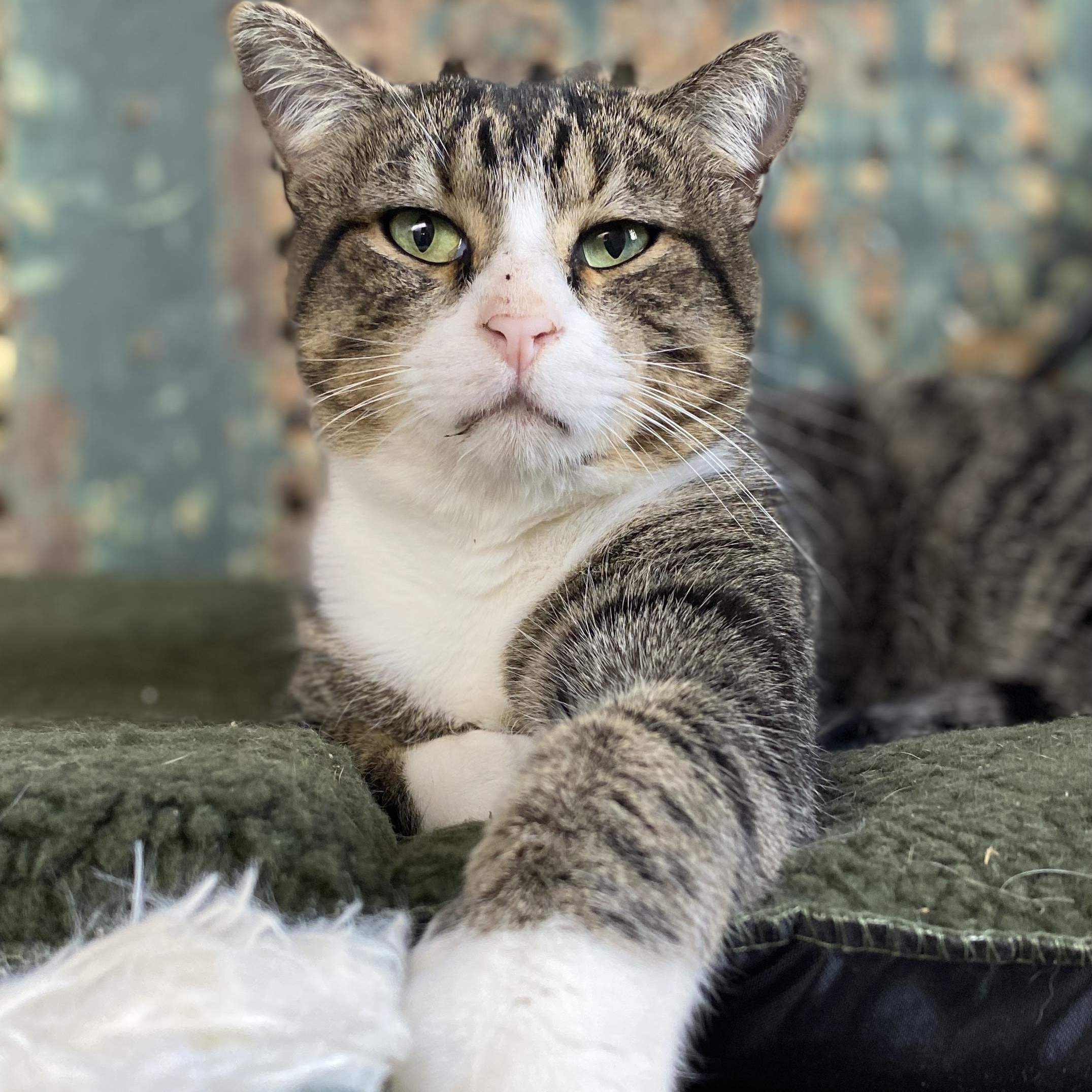 Briar, adopted, Adult Male Tabby.