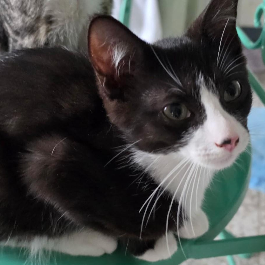 Niko, ADOPTABLE, Young Male Domestic Short Hair.