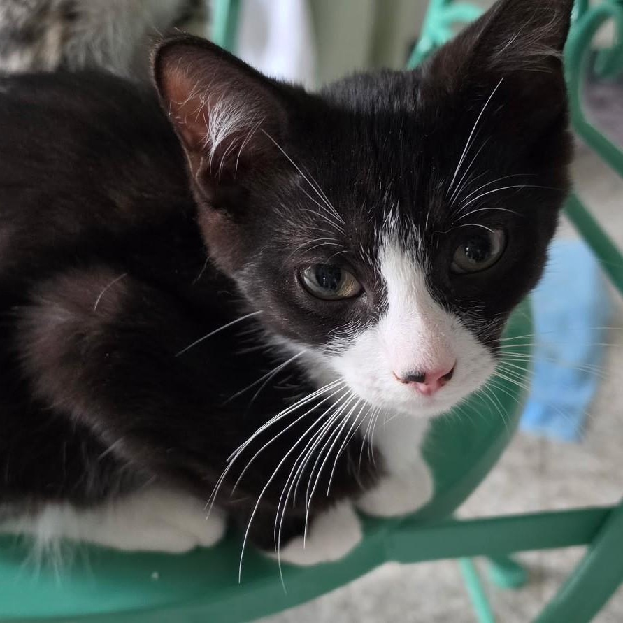 Enlarge Niko, a ADOPTABLE Domestic Short Hair in west Warwick, RI image 2/2