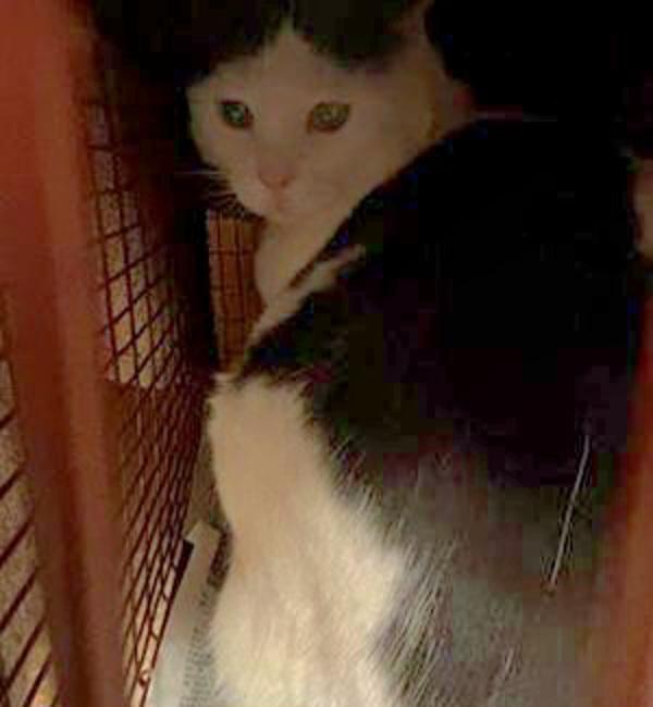 Scout, Adoptable, Adult Female Domestic Short Hair.