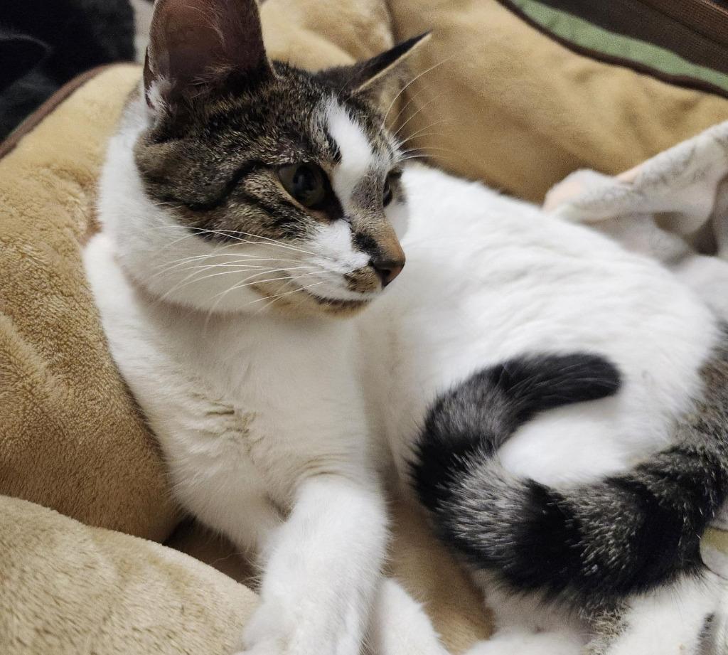 Kendra, Adoptable, Adult Female Domestic Short Hair.