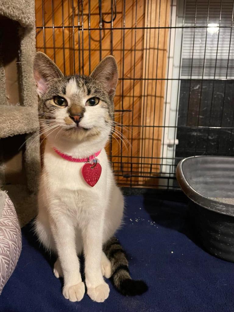 Enlarge Kendra, a Adoptable mixed breed in Rice Lake, WI image 1/2