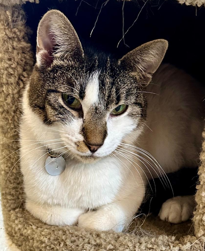 Kendra, a Adoptable mixed breed in Rice Lake, WI image 3/3