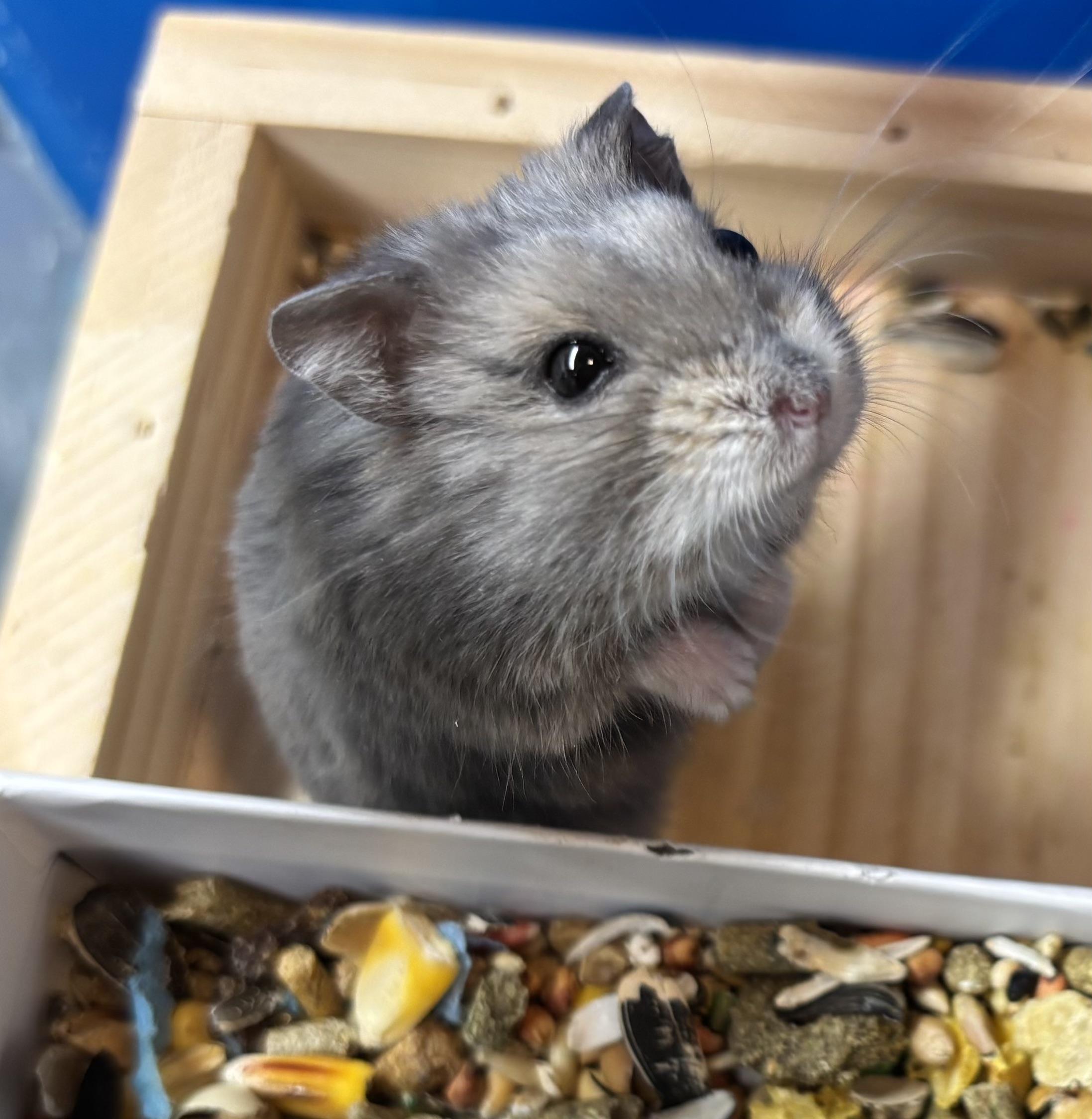 Dwarf Hamsters!, Adoptable, Adult Female Dwarf Hamster & Hamster.