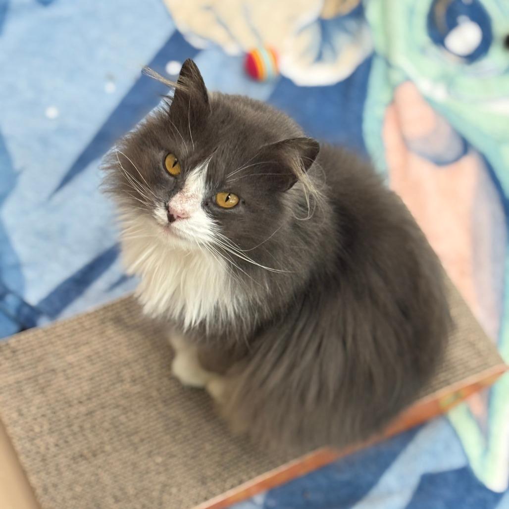 Enlarge Priscilla, a Adoptable Domestic Long Hair in Mebane, NC image 1/6