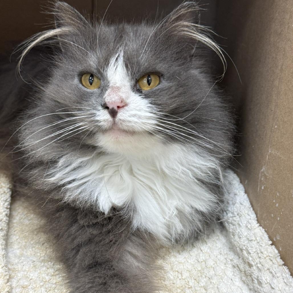 Enlarge Priscilla, a Adoptable Domestic Long Hair in Mebane, NC image 2/6