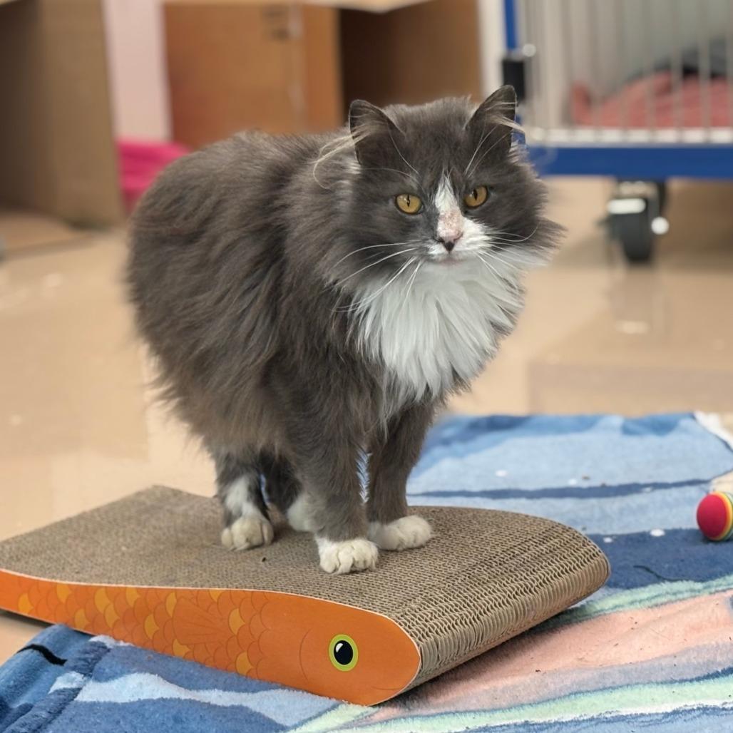 Enlarge Priscilla, a Adoptable Domestic Long Hair in Mebane, NC image 3/6